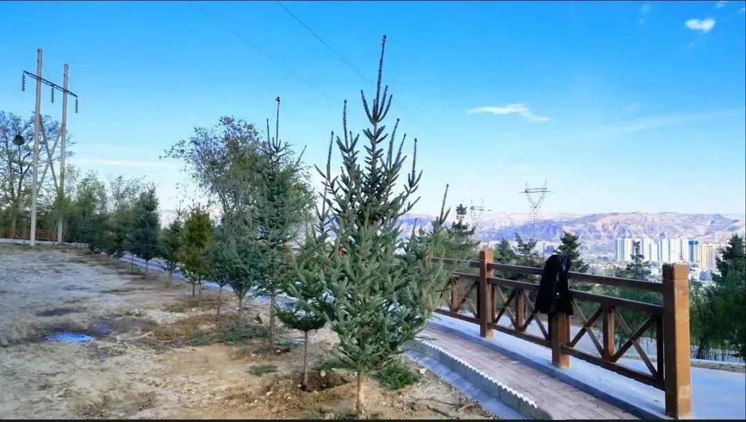 临夏县北塬镇:植树添新绿 乡村增颜值