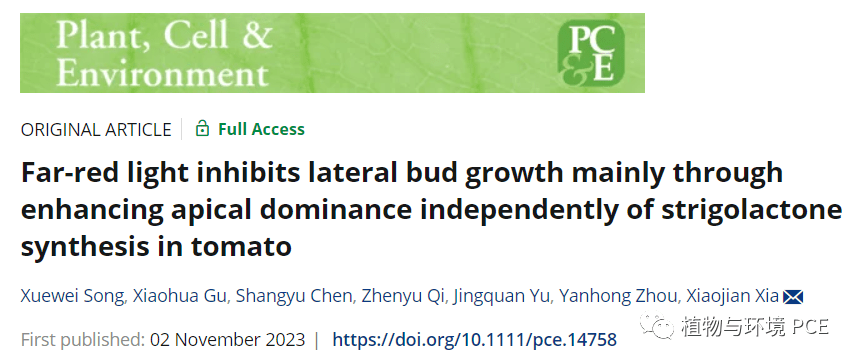 lateral bud growth mainly through enhancing apical dominance