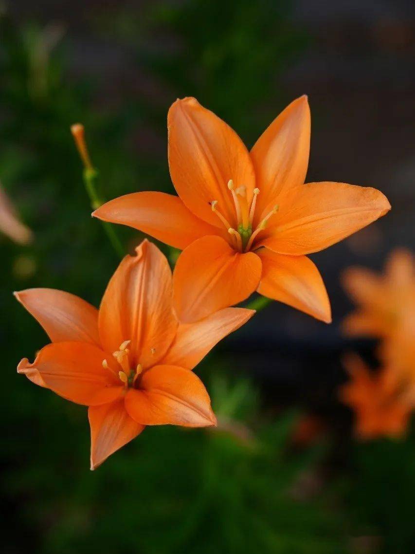 这是什么神仙百合!没有花粉爱爆花,灿若橘色繁星～_可可_橙色_养护