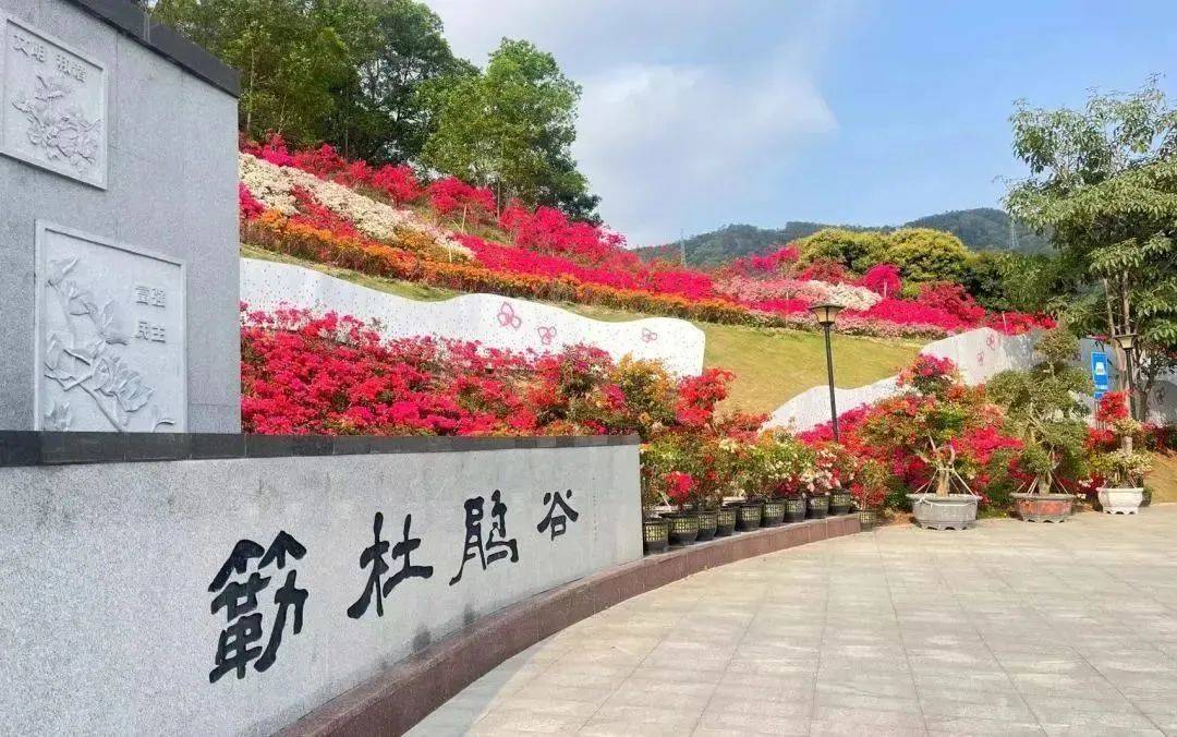 深圳宝安簕杜鹃谷公园图片