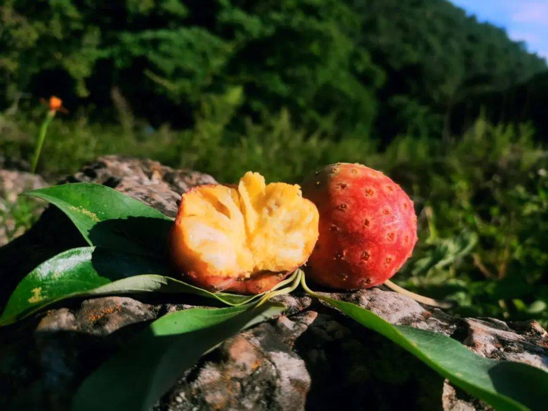 口感纯甜软糯!大黑山"野荔枝"红了_石林_李欣璐_昱薇