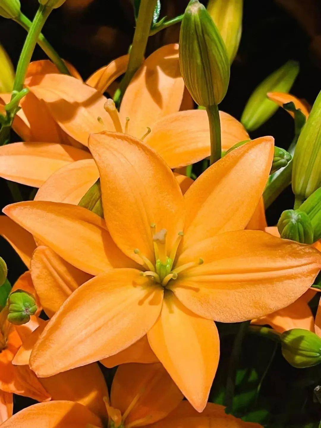 这是什么神仙百合!没有花粉爱爆花,灿若橘色繁星～_可可_橙色_养护