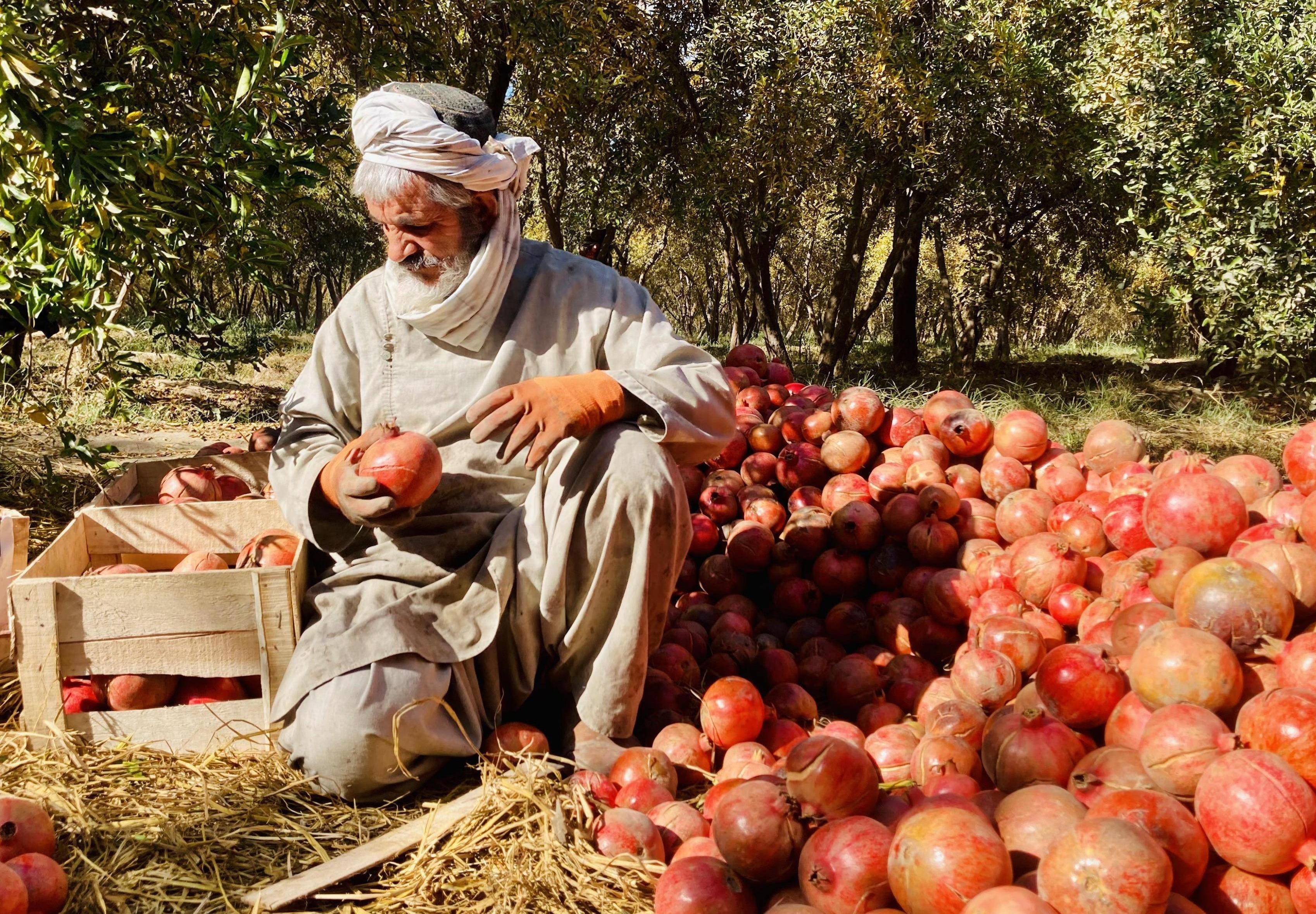 阿富汗水果种类图片