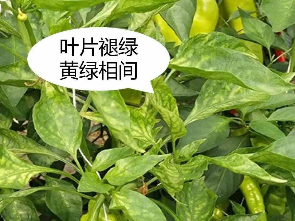 辣椒全程病虫害防治手册,菜农必备!_发病_症状_进行