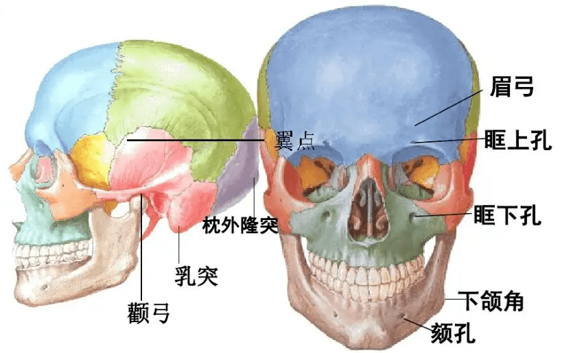 眶上神经定位图片