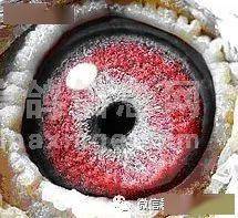 它是一只外线口是全线口,颜色是前黑后白,底砂白,面砂不规则且红