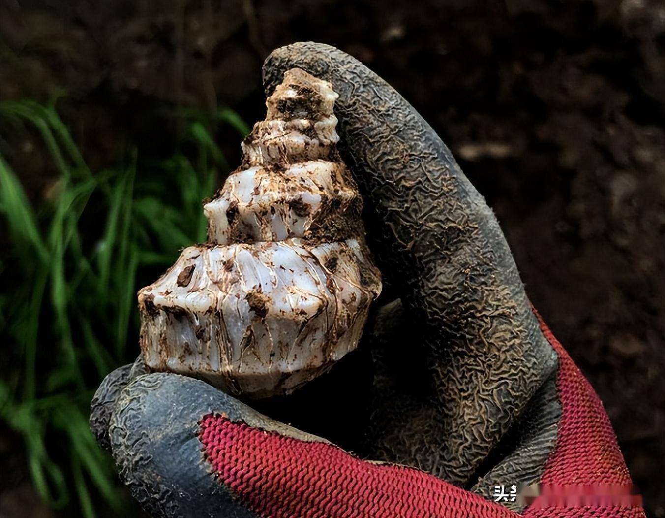 古人吃出了4万平米螺蛳壳山,这些才是真螺蛳?_滇池_古滇_遗址