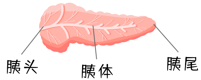 胰简笔画图片