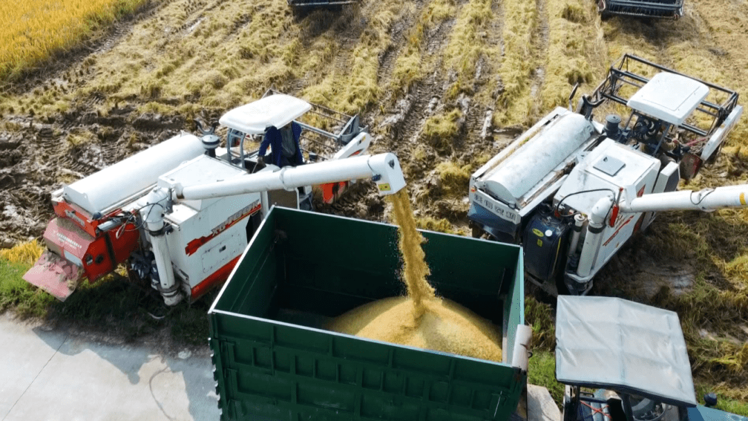 漢壽:秸稈全域全量利用 打好藍天碧水淨土保衛戰_種植_飼料_稻草