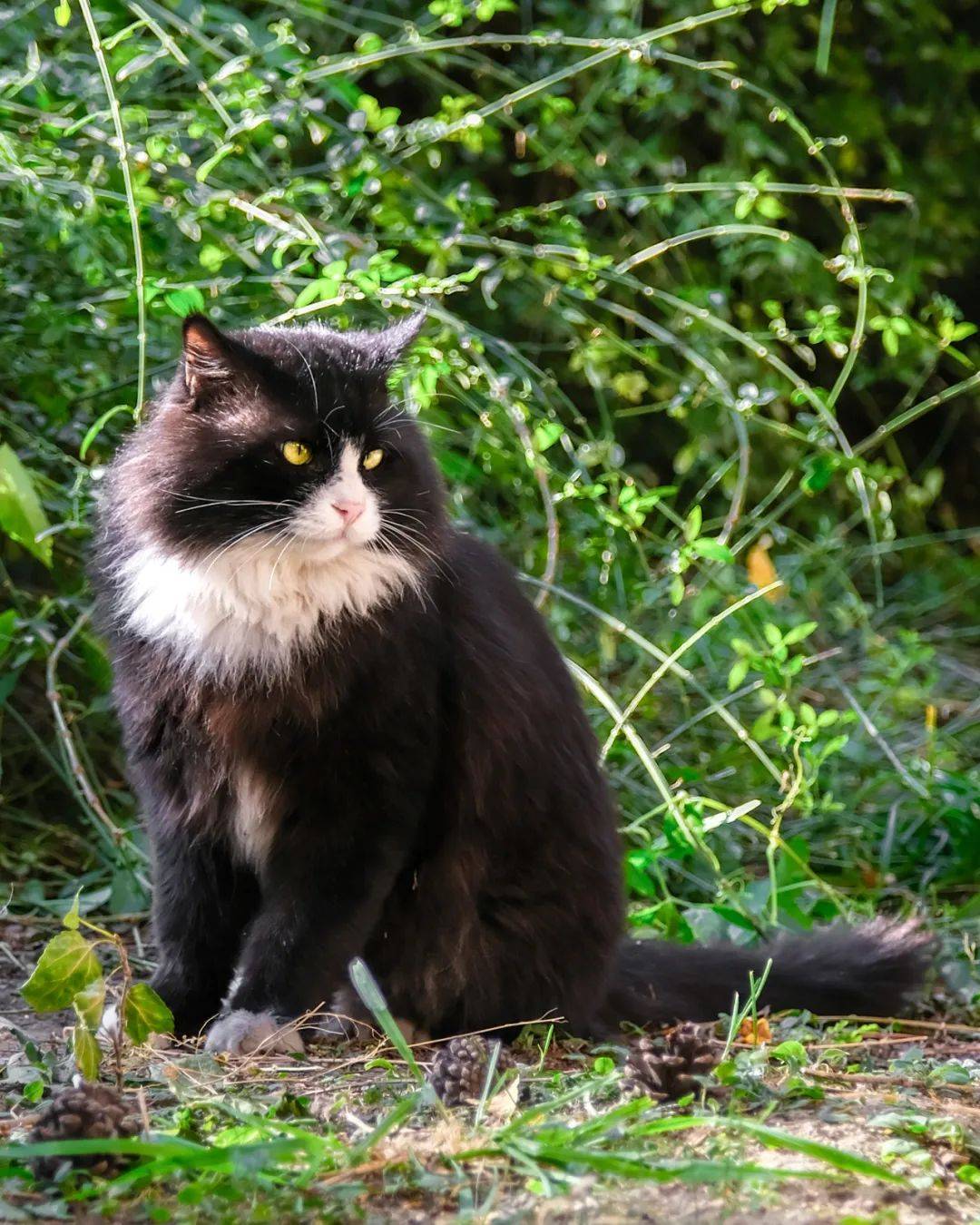 想当年它们都叫我黑猫警长喵~谁能读懂这双眼睛它仿佛从古老而幽暗