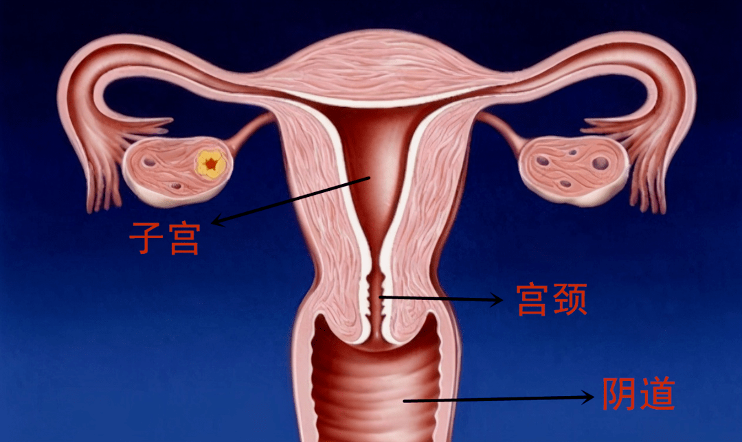 宮頸是連接女性子宮和陰道的部位,是一個纖細柔軟的組織.