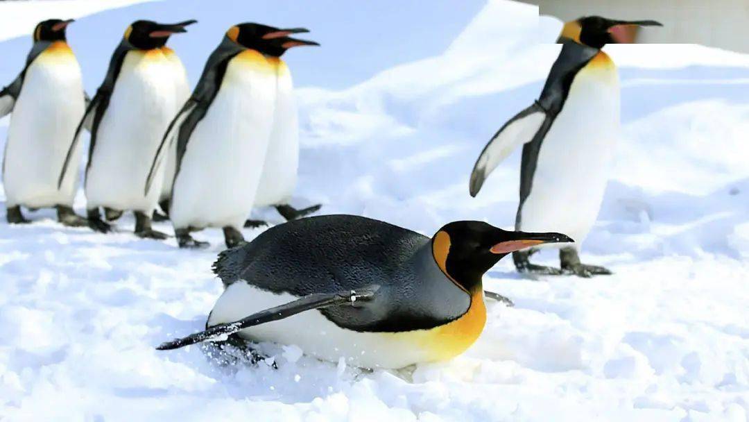 滑雪场_丹顶鹤_游客