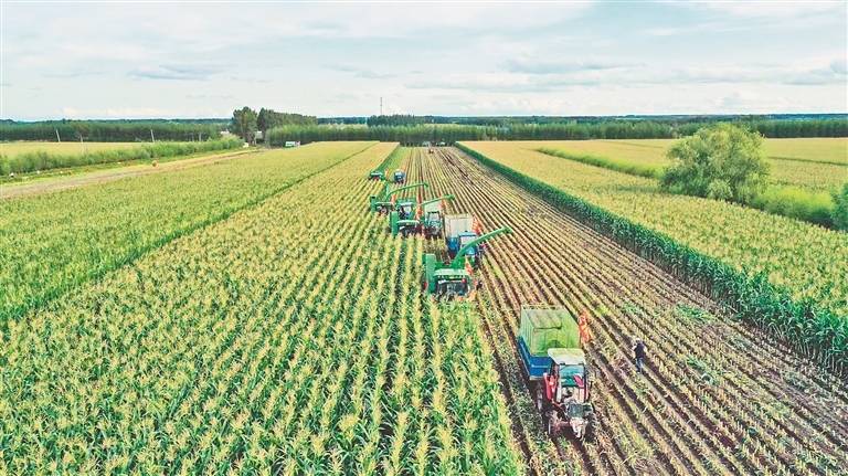 厂区建在基地内,错峰种植,错时种植,延长了鲜食玉米的收获和加工期.