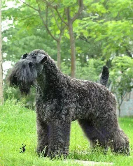 深圳拟修订烈性犬名单_bulldog_别名_意见