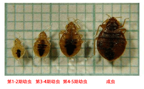 长4到5毫米,红褐色,遍体生有细毛,翅退化呈鳞状,有臭腺,分泌物有特殊