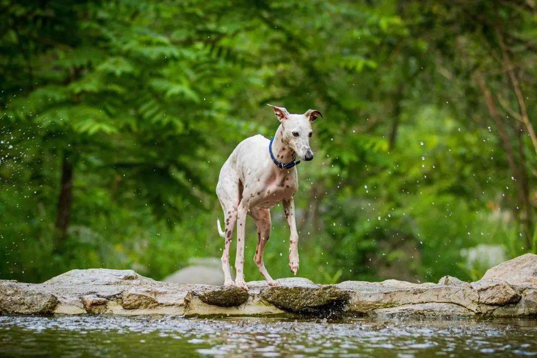 深圳拟修订烈性犬名单_bulldog_别名_意见