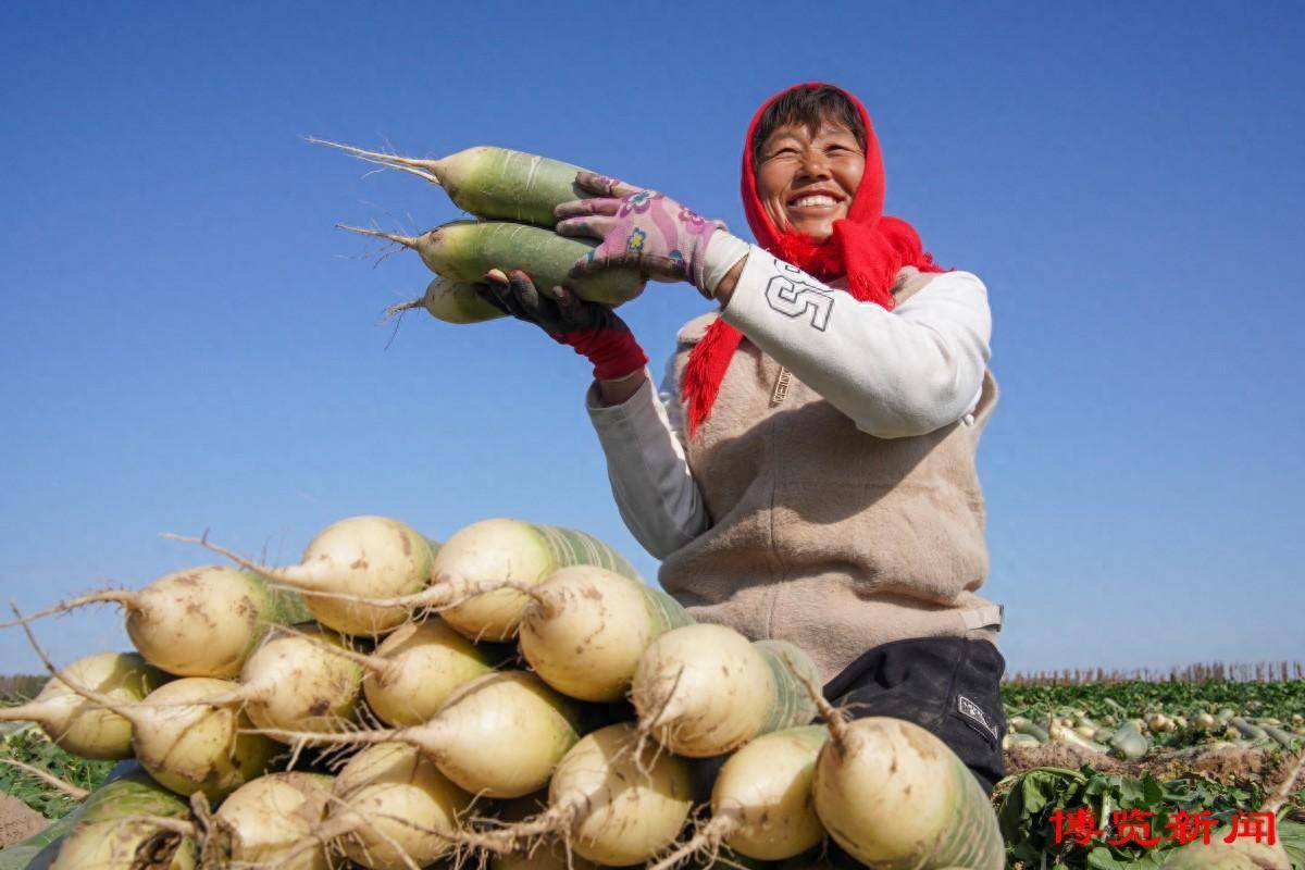 高青县木李镇:水果萝卜收获忙_菜品_皇甫_湾区
