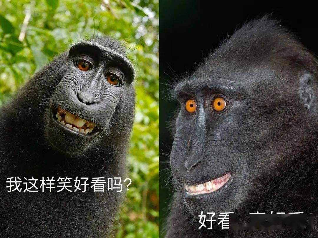 今年的"搞笑野生动物摄影奖"全是表情包!_作品_小狐狸_照片