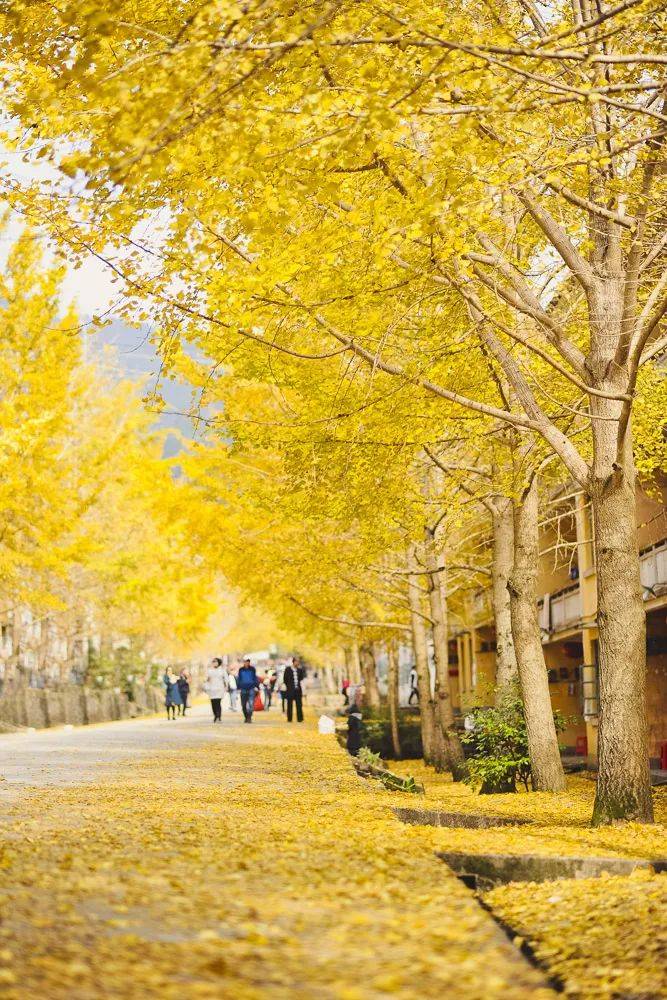 【深秋的童话】￥299南雄纯玩2天游 畅游帽子峰黄金大道,打卡中国佛教