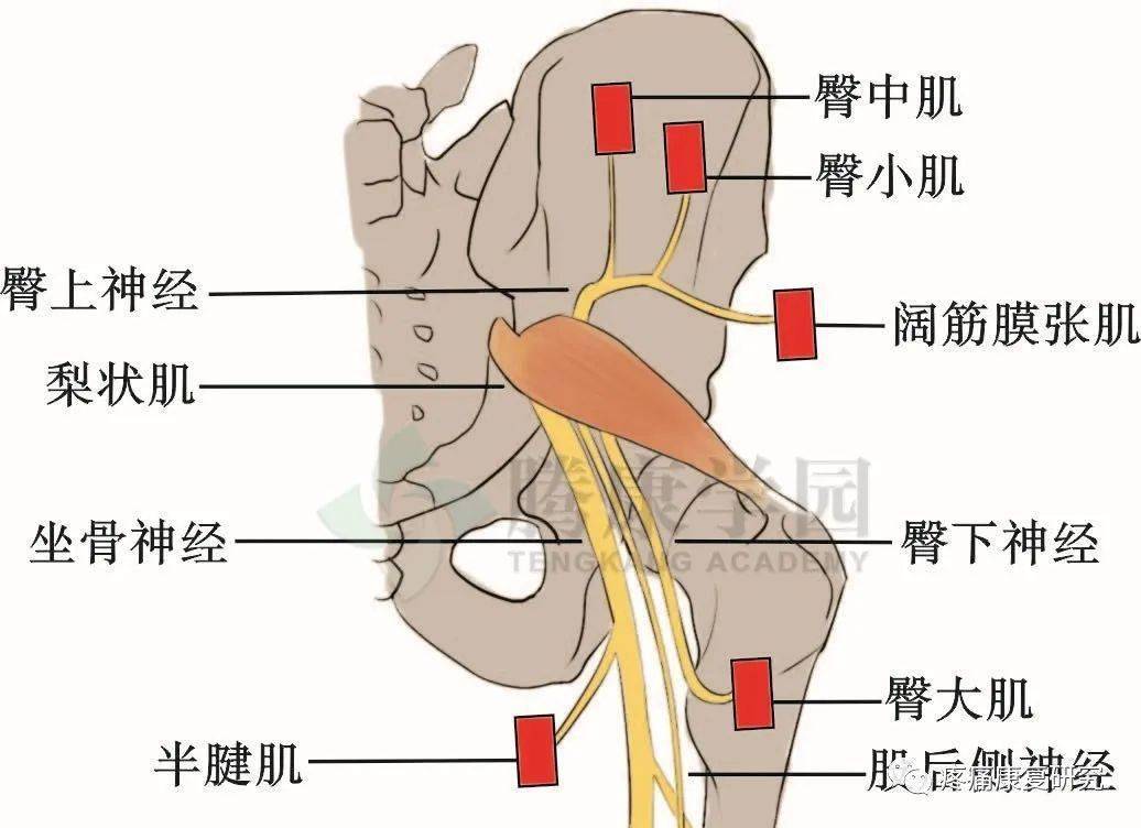 臀小肌起于臀前线下方