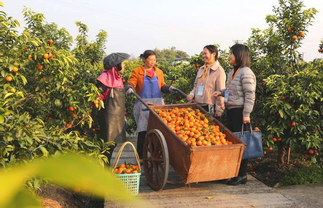 我市"小切口"监督促进农村集体经济组织健康发展 擦亮乡村振兴清廉