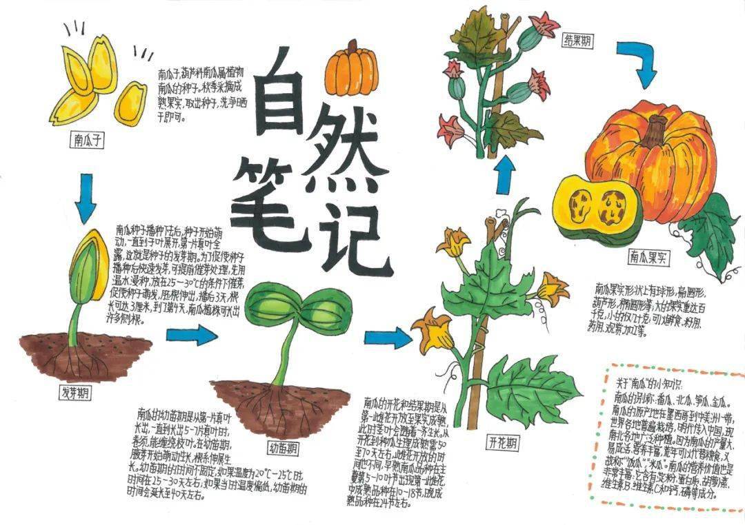 作品名称:南瓜作者姓名:吴斯雅指导老师:谢杏娇作品名称:三月梨花作者