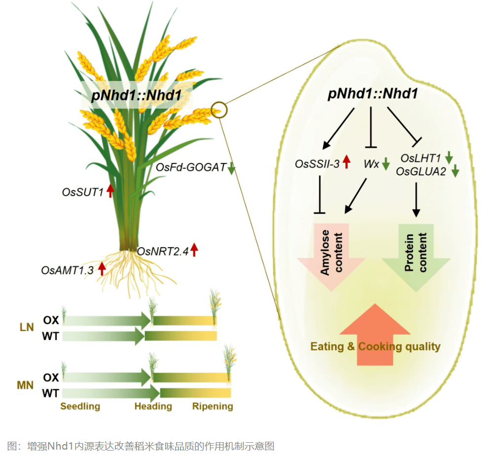 香糯好饭的秘诀?南农徐国华教授团队找到水稻特殊基因
