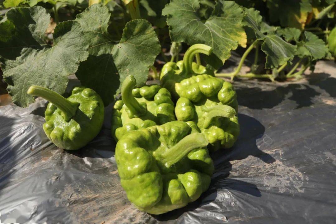 【特色产业】正兴镇:冬早蔬菜 "菜篮子"变"钱袋子"_种植_姜柄瓜_勐烈