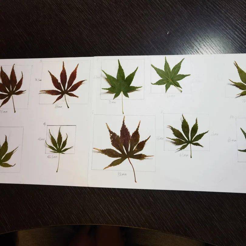 叶片展弦比图片