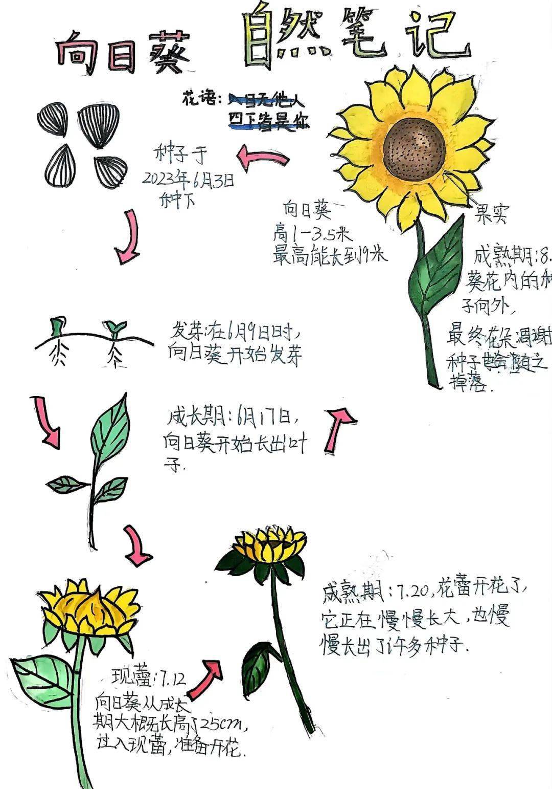 自然笔记向日葵作品图片