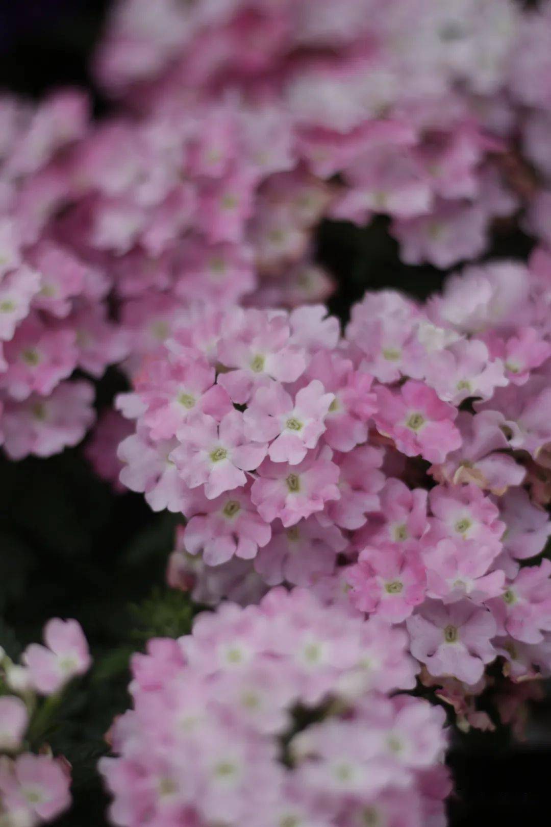 hortorum圖源花友 夏落不明福祿考phlox drummondii姬金魚草linaria