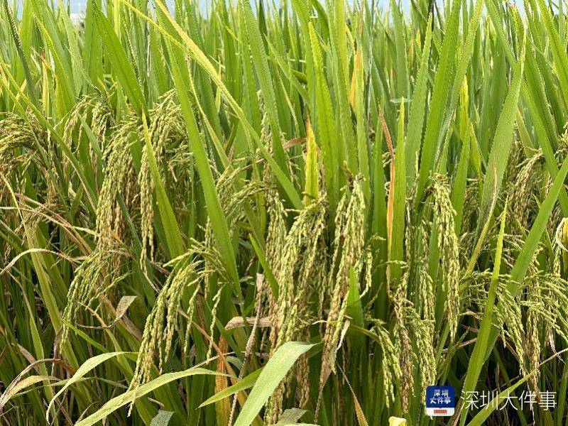 双季亩产突破1250公斤!深汕水美村"吨粮田"迎丰收_水稻_示范_技术