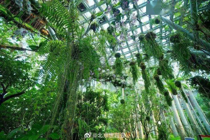 这些"氧气感"满满的温室植物园,初冬去刚刚好!_北京_园区_乐园