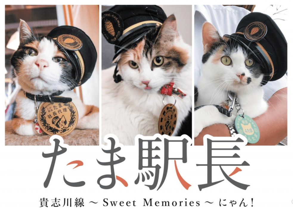 让日本电铁起死回生的"猫咪站长",如今成为车站神明?