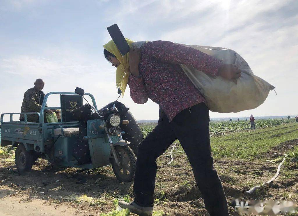 120亩白菜"烂心",在平度种菜的他做了一个决定:免费送人!