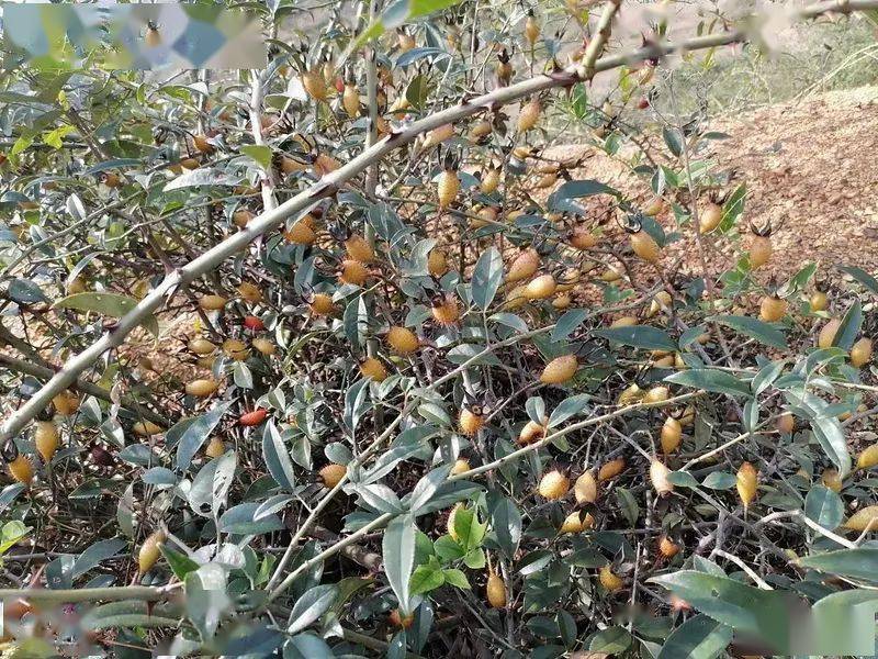 江西九江市德安县金樱子后期货开始上市_植株_情况_熊先生