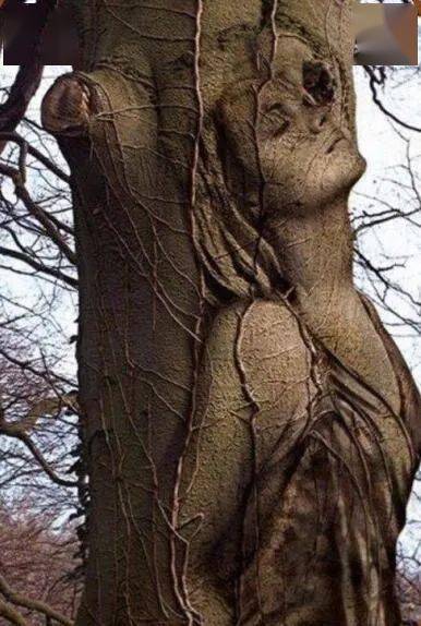 怪树!怪树!开眼界了_大树_树干_枝叶