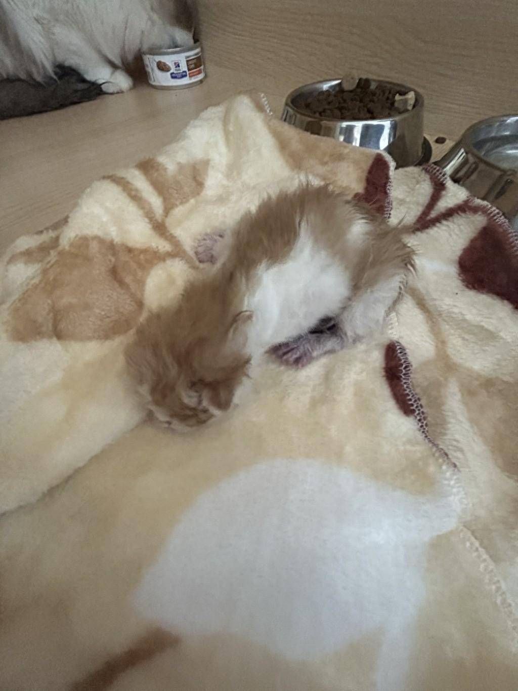 首只全流程国产克隆猫来了!