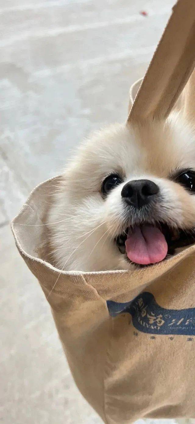 壁纸|甜妹ins风锁屏壁纸