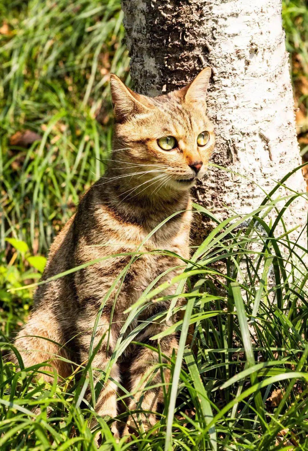 无论是红枫还是银杏,无论是泡桐还是梧桐,#树篇秋风不改愁颜,橘花不褪