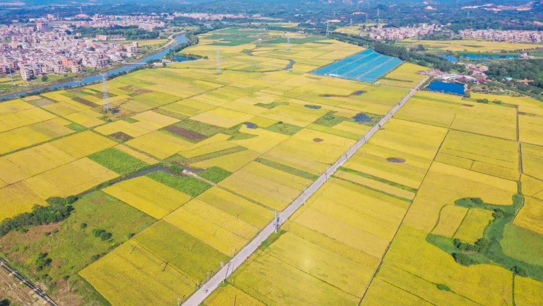 隆江镇:金黄稻田 "丰景"如画,太美了!_视频_区域_惠来县