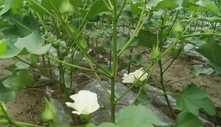 67棉花热长果枝,冷长叶枝,你怎么看?_主茎_蕾铃_生产