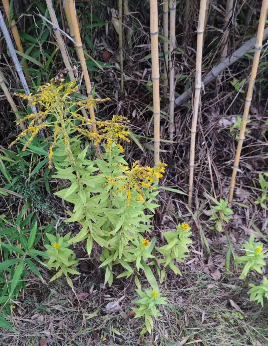 加拿大一枝黄花叶片图片