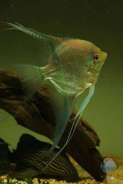 a613分享的 马产红背埃及gzfish分享的埃及和红背埃及第五个作品来源