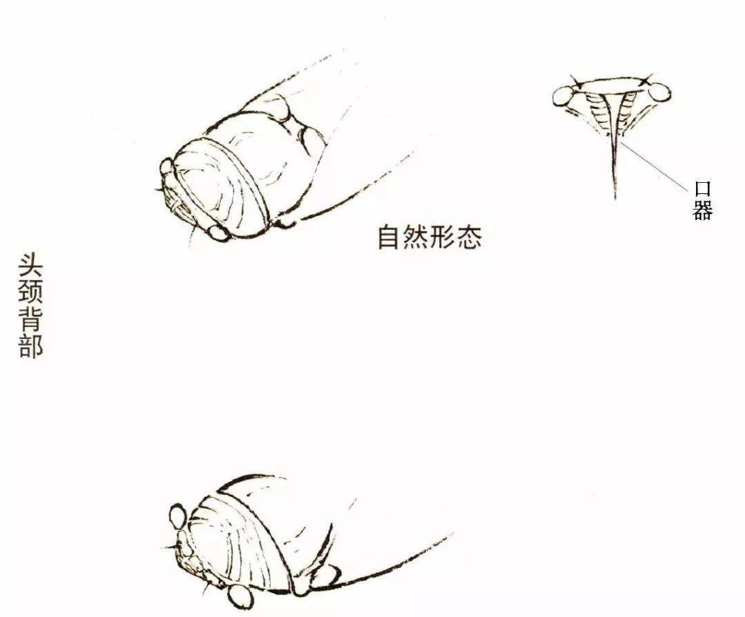 国画小课题:蝉的画法
