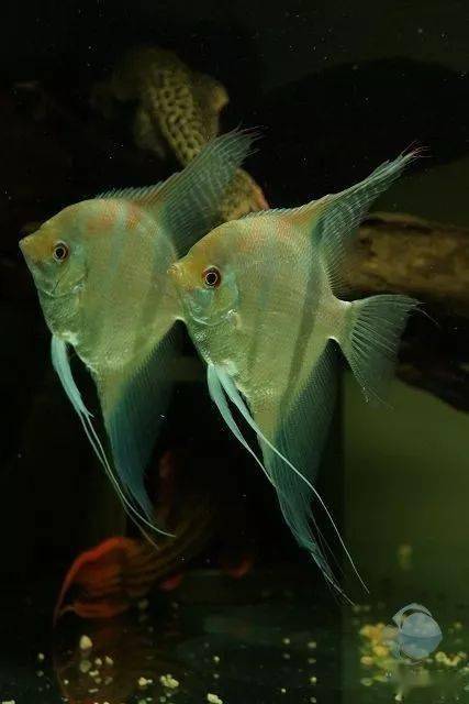 a613分享的 马产红背埃及gzfish分享的埃及和红背埃及第五个作品来源