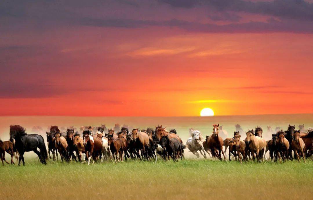 饱含青草芳香的"锡林郭勒羊"从草原明珠走向全国餐桌……锡林九曲流经