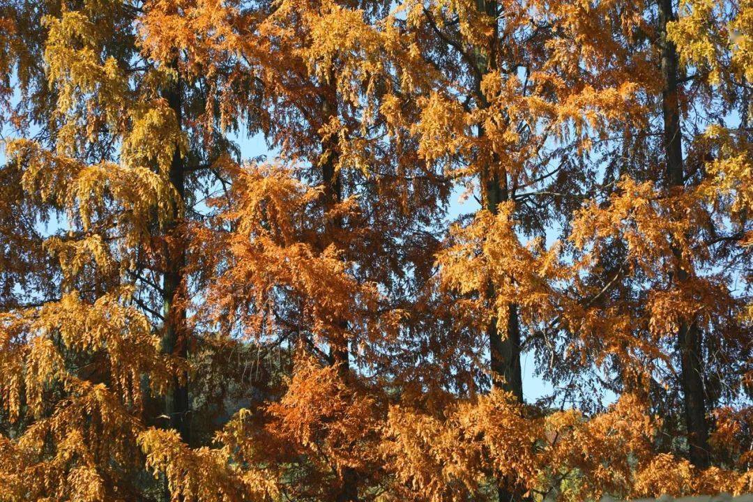 已经渐渐转为赭红色.