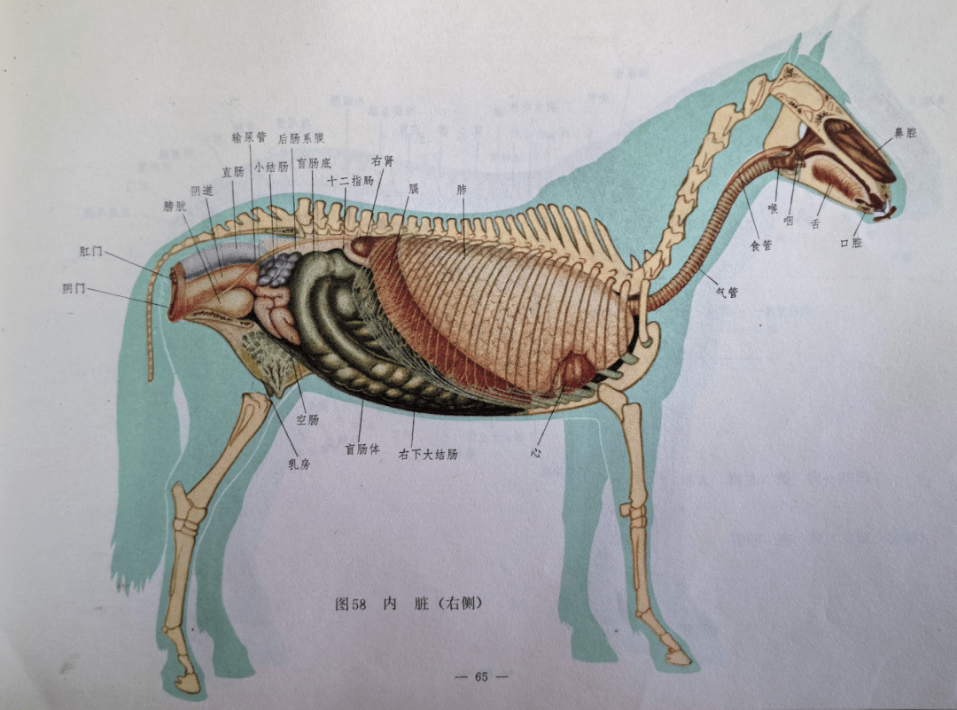 说,即使你是个刚接触马的新手,通过观察和学习上述详细的马的解剖图谱