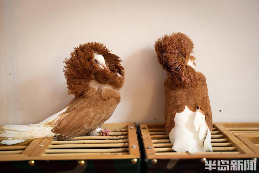 这些鸽子你见过吗?